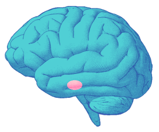 picture of a brain with the amygdala highlighted