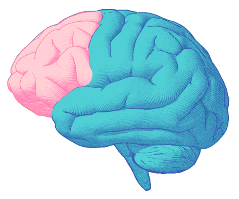 picture of a brain with the amygdala highlighted