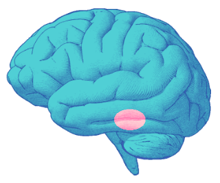 picture of a brain with the amygdala highlighted